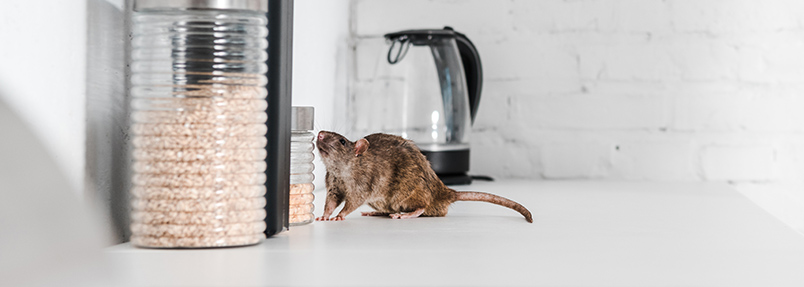 Dératiseur à Tonnay Boutonne
